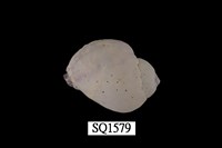 藏品(紫口珊瑚螺)的圖片